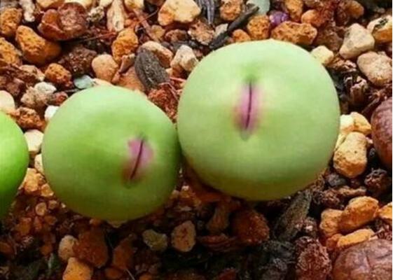 小紅嘴多肉怎么養 多肉植物小紅嘴養殖方法與注意事項