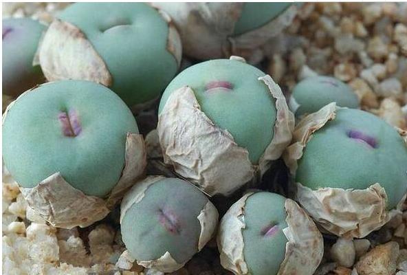 小紅嘴多肉怎么養 多肉植物小紅嘴養殖方法與注意事項