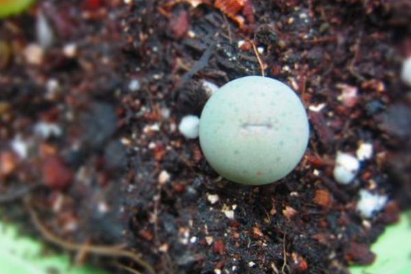 小紅嘴多肉怎么養 多肉植物小紅嘴養殖方法與注意事項