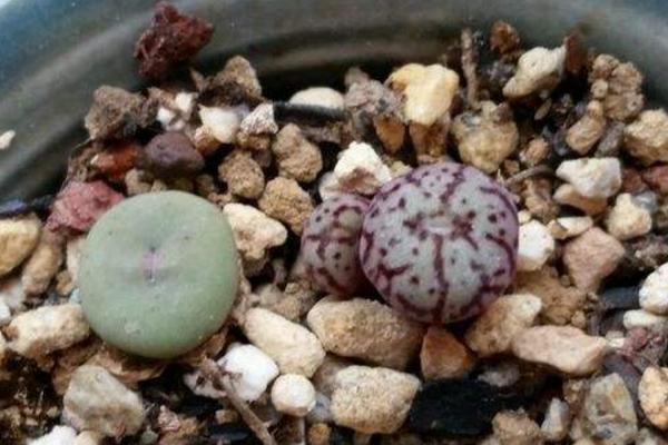 小紅嘴多肉怎么養 多肉植物小紅嘴養殖方法與注意事項