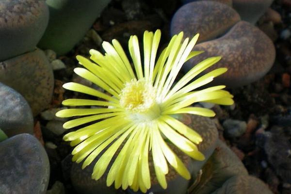 生石花市場(chǎng)價(jià)格多少錢一盆 生石花養(yǎng)殖方法和注意事項(xiàng)