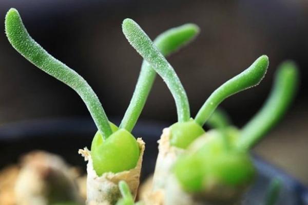 碧光環什么時候開花 碧光環怎么保持短耳朵(不讓它長大)