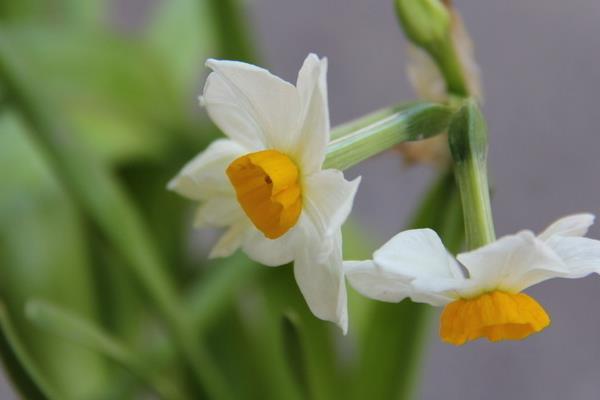 如何養水仙花 水仙花怎么種