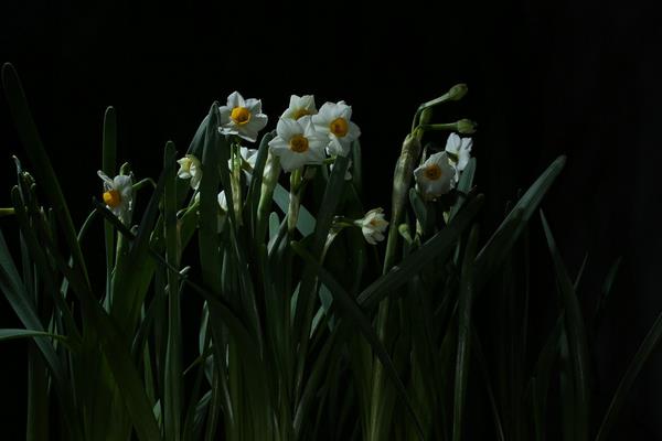 如何養水仙花 水仙花怎么種
