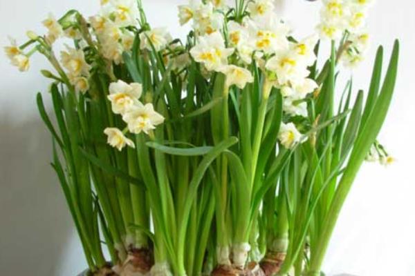 如何養水仙花 水仙花怎么種