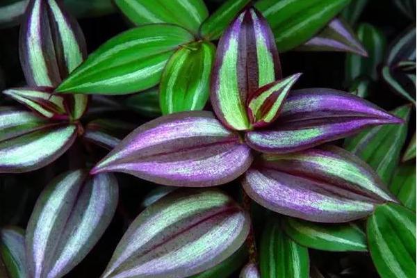 吊竹梅扦插繁殖方法 吊竹梅什么時候扦插