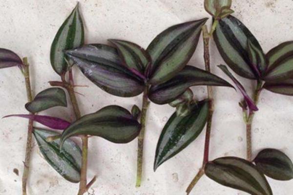 吊竹梅扦插繁殖方法 吊竹梅什么時(shí)候扦插