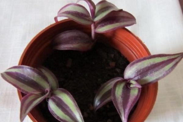 吊竹梅扦插繁殖方法 吊竹梅什么時(shí)候扦插