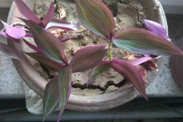 吊竹梅扦插繁殖方法 吊竹梅什么時(shí)候扦插