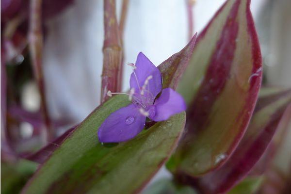 吊竹梅扦插繁殖方法 吊竹梅什么時(shí)候扦插