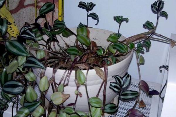 吊竹梅扦插繁殖方法 吊竹梅什么時(shí)候扦插