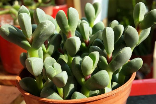 鹿角海棠葉子皺了怎么辦 鹿角海棠怎么澆水