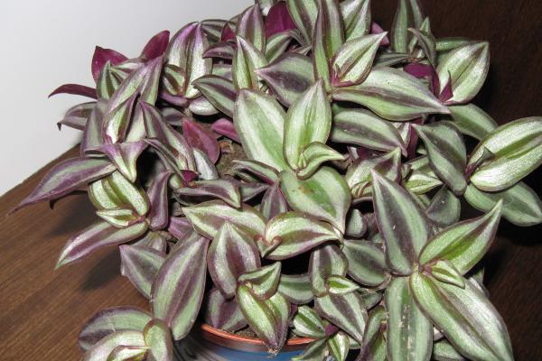 吊竹梅怎么養 吊竹梅的養殖方法與注意事項