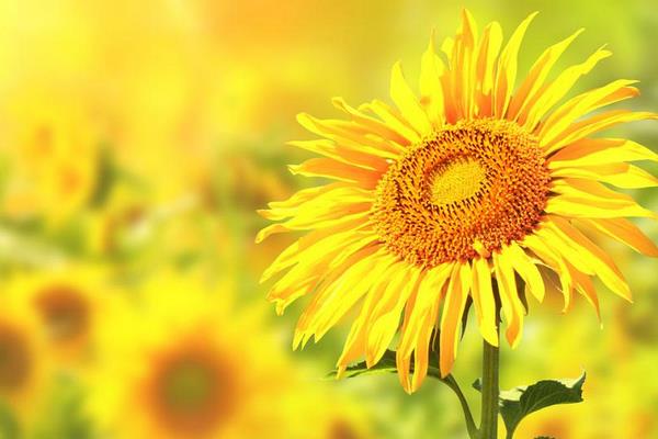 向日葵、非洲菊、太陽花的區(qū)別是什么  向日葵的品種