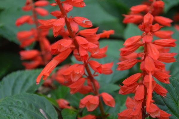 一串紅怎么種植 一串紅種植技術(shù)與注意事項(xiàng)