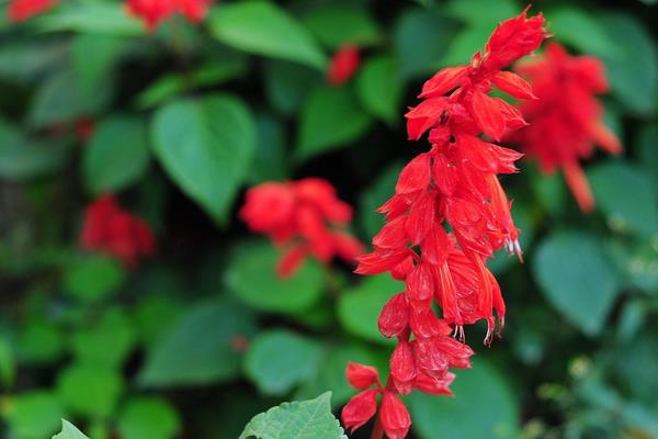 一串紅怎么種植 一串紅種植技術與注意事項
