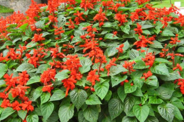 一串紅怎么種植 一串紅種植技術與注意事項