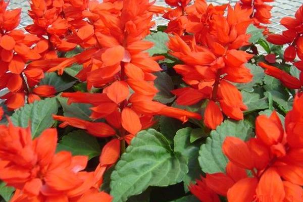 一串紅怎么種植 一串紅種植技術與注意事項