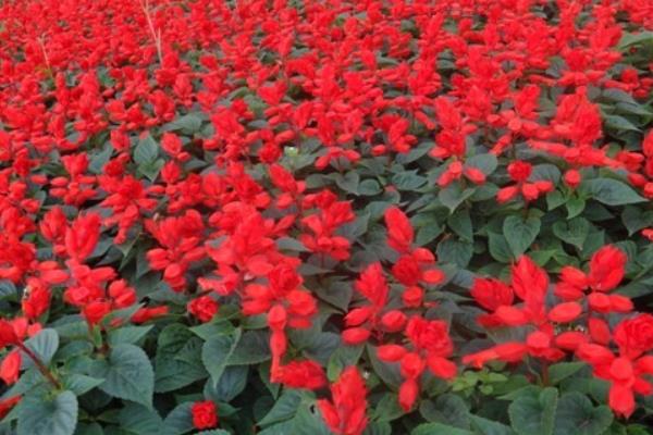 一串紅怎么種植 一串紅種植技術與注意事項