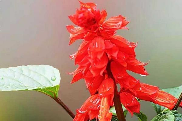 一串紅怎么種植 一串紅種植技術與注意事項