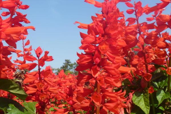 一串紅能吃嗎 一串紅是什么顏色