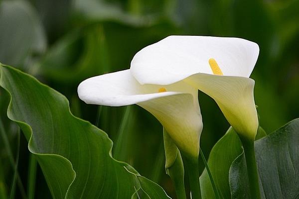 馬蹄蓮、白掌、海芋花的區別是什么  馬蹄蓮養殖注意事項