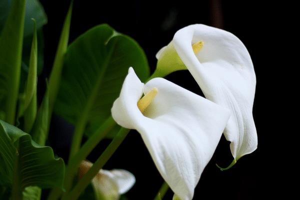 馬蹄蓮的功效與作用及禁忌  馬蹄蓮的風水作用是什么