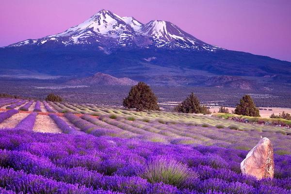 薰衣草圖片大全 薰衣草有哪些品種