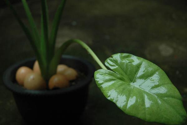 滴水觀音市場價格多少錢一盆  滴水觀音能凈化空氣嗎