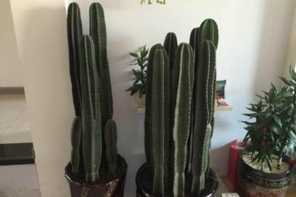 量天尺什么時候開花  量天尺有毒嗎