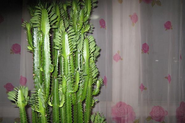 量天尺的繁殖方法（扦插）  量天尺的四季養護方法