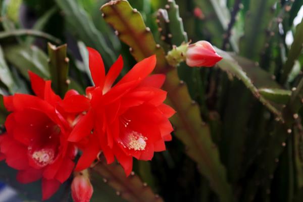 令箭荷花品種有哪些  令箭荷花是什么