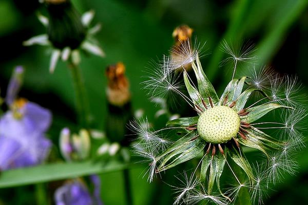 蒲公英是寒性的嗎 蒲公英能治什么病