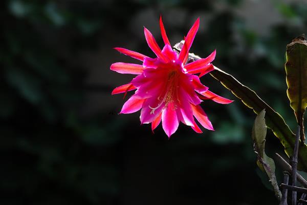 令箭荷花果實可以吃嗎  令箭荷花可以吃嗎