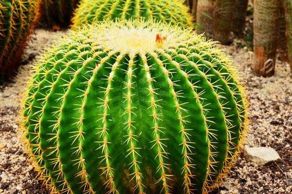 仙人球圖片大全 仙人球有哪些種類 仙人球花語