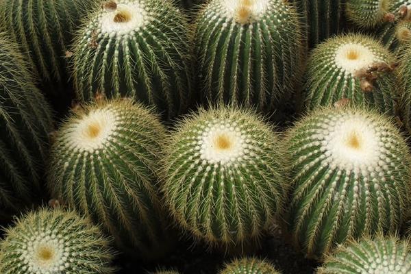 仙人球怎么養(yǎng) 仙人球養(yǎng)殖方法與注意事項