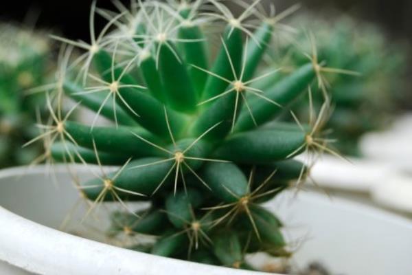 仙人球的功效與作用及禁忌  仙人球養殖注意事項
