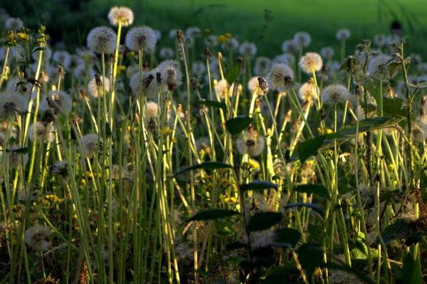 蒲公英什么時候種 蒲公英種植技術與注意事項