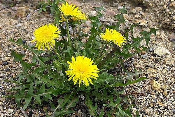 蒲公英根功效與作用及禁忌 蒲公英根可以長期喝嗎