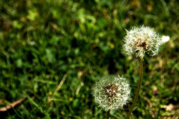 蒲公英圖片大全 蒲公英有幾種