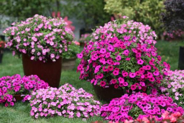 矮牽牛花和百萬小玲的區別是什么 矮牽牛花的簡介