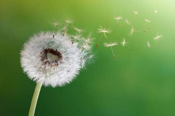 蒲公英為什么會飛 蒲公英是怎樣傳播種子的 蒲公英繁殖方法