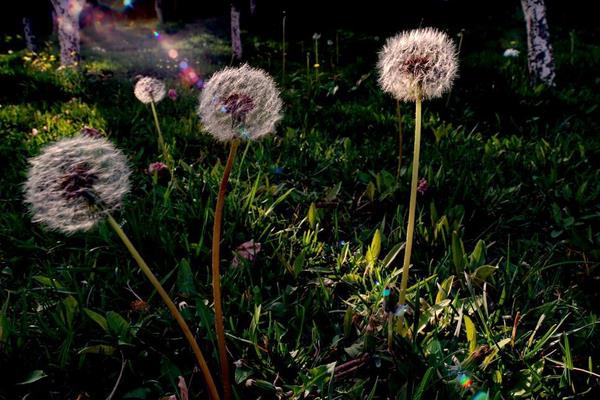 蒲公英種子市場價格多少錢一斤 蒲公英種子的種植法