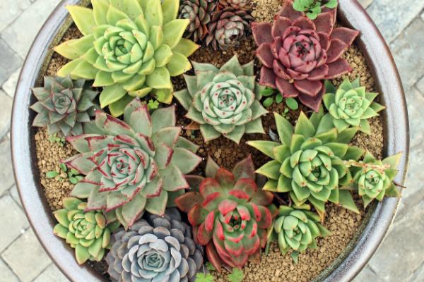 多肉葉插用什么土好 多肉葉插一般多久發(fā)芽