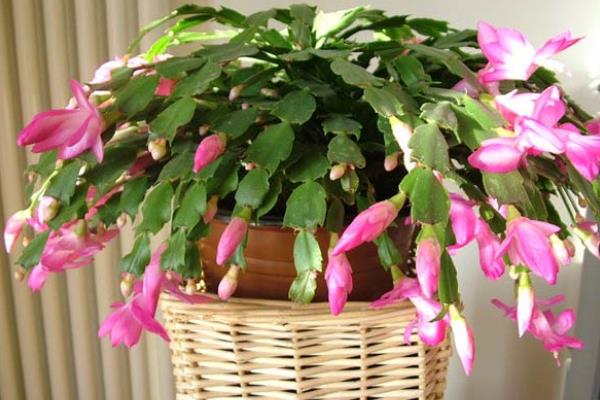 蟹爪蘭根部爛了怎么辦 蟹爪蘭爛根的原因