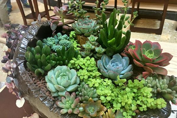 多肉植物能曬太陽嗎 多肉植物放到臥室好嗎