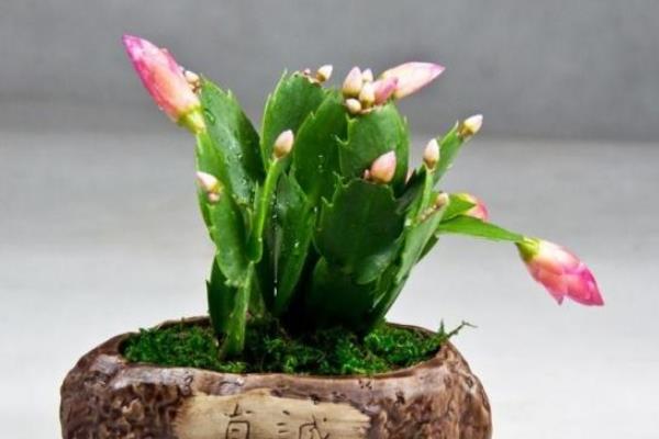 蟹爪蘭有花苞了怎么養（要注意什么） 蟹爪蘭為什么不長花苞