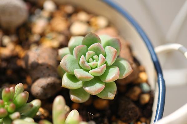 多肉植物能曬太陽嗎 多肉植物放到臥室好嗎
