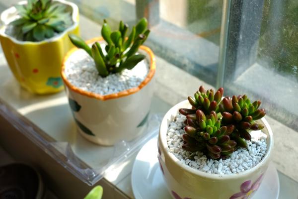 多肉植物能曬太陽嗎 多肉植物放到臥室好嗎