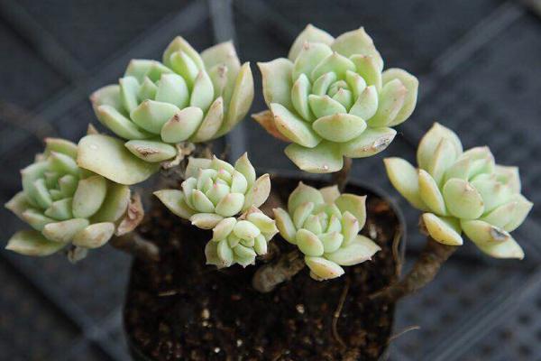 多肉植物能曬太陽嗎 多肉植物放到臥室好嗎